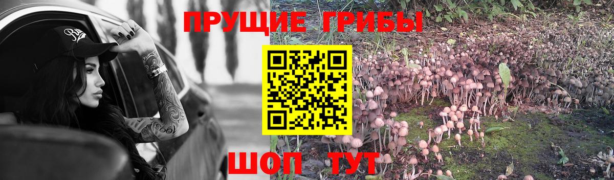 Галлюциногенные грибы Psilocybe Тамбов